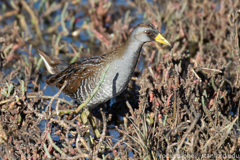 palo alto baylands